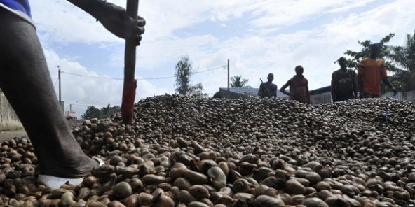 05/09/20 Pour compenser la volatilité des prix de l’huile de palme, son activité principale, l’entreprise se lance dans la transformation d’anacarde.